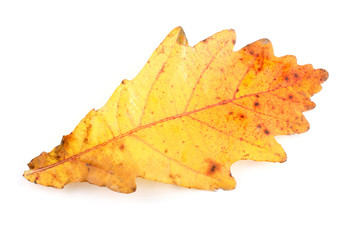Naklejka na ściany i meble Autumn oak leaf