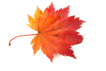 Autumn maple leaf