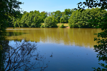The forest lake is surrounded by trees