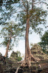 Fototapeta na wymiar Trees of Ta Prohm Temple and ruins in Angkor complex. Siem Reap, Cambodia.