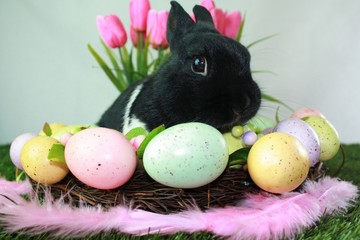 Osterhase im Eiernest, Easter bunny in the Eggnest