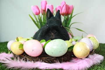 Osterhase im Osternest, Easter bunny in the Easter nest