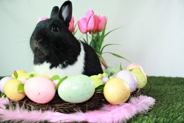 Hase im Osternest, Bunny in the egg nest