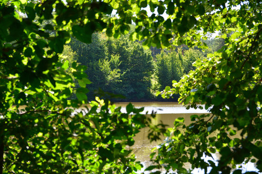 View of forest lake through green tree branches