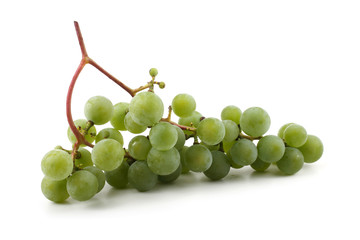 White wine grape