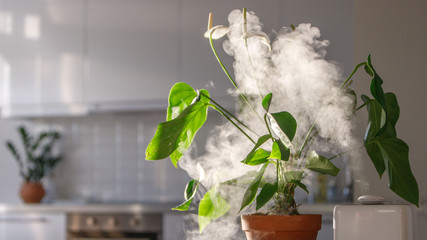 Air humidifier on the table at home, water steam direction to a houseplant - Spatifillum. Home gardening, comfortable living conditions, moisture increase in the apartment.  - obrazy, fototapety, plakaty