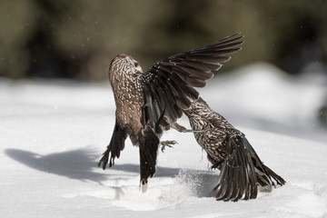 The hit, freeze frame of Eurasian nutcracker (Nucifraga caryocatactes)