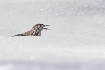 Portrait of isolated nutcracker on snow (Nucifraga caryocatactes)