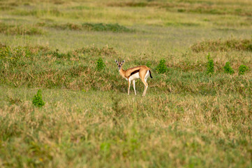 gazzela di thomson serengeti national park