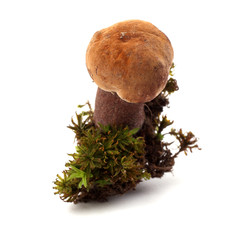 Growing brown boletus mushroom