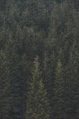 Snow in forest background