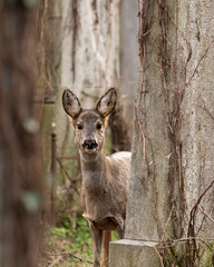 Tiere am Friedhof