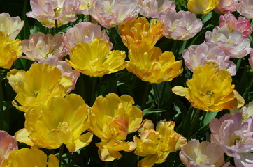 Top view of delicate vivid yellow and pink tulips in a garden in a sunny spring day, beautiful outdoor floral background photographed with soft focus