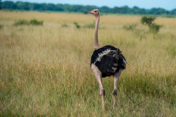 struzzo serengeti national park