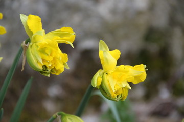 Narcissus yellow spring flower blossom
