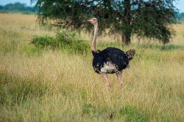 struzzo serengeti national park