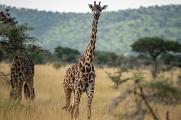 giraffa serengeti national park