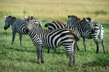 Fototapeta na wymiar zebre serengeti national park