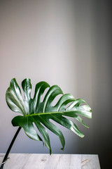 Leaf of monstera in jug is on table opposite white wall