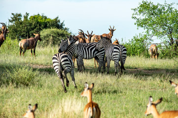 zebre serengeti national park