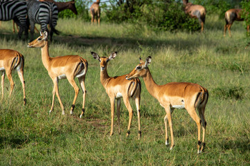 impala serengeti national park