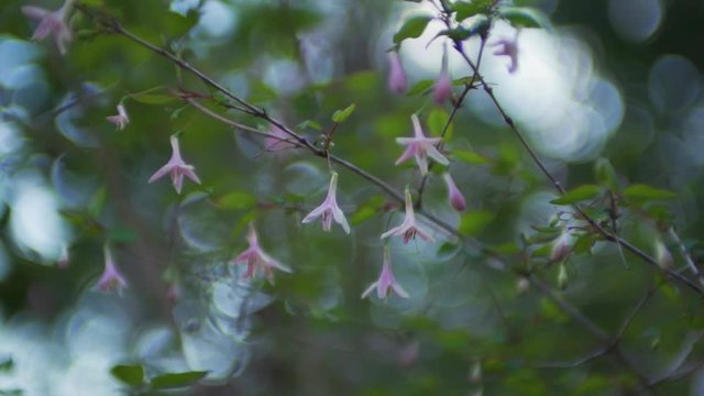 山に咲いている鶯神楽
