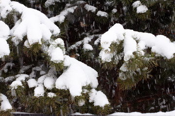 green spruce is covered with snow in a snowfall