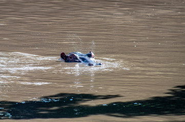 ipopotamo serengeti national park