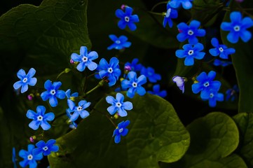 blue little flowers