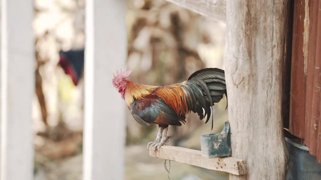 Rooster on his perch filmed from the right side.