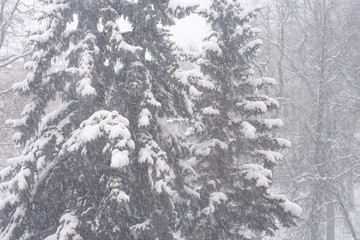 green spruce is covered with snow in a snowfall