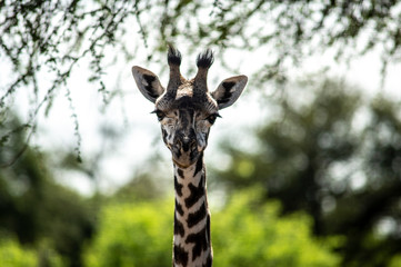 giraffa serengeti national park
