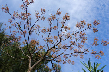 A tree without leaves blooms with yellow balls. Against the blue sky