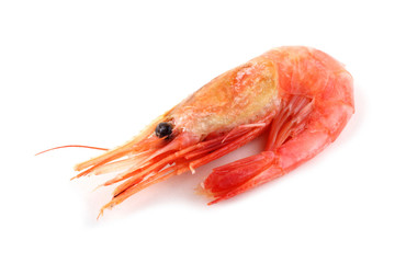 Shrimp