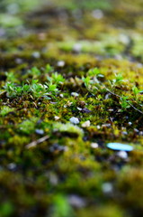 moss on the ground