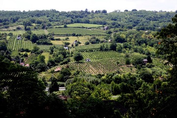 Fototapeta na wymiar Vineyard in Siogard village. Sunny summer day, Hungary