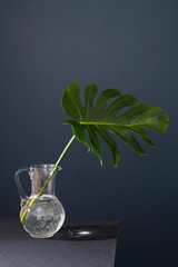 leaf monstera in the jug is on the dark blue background. Copy space