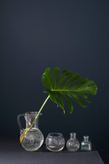 leaf monstera in the jug is on the dark blue background. Copy space