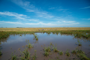 Fototapeta na wymiar serengeti national park