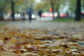 Photography of the autumn in the city park. Path is full of falling yellow leaves. Defocused background of walking people. Leisure and nature concepts.