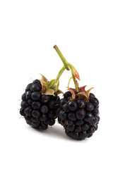 Blackberries