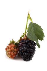 Blackberries