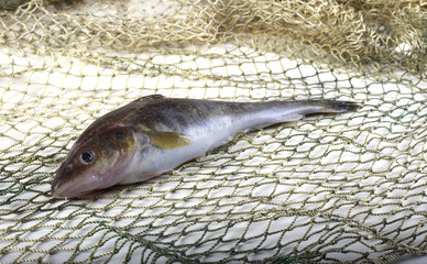 Saffron cod on net