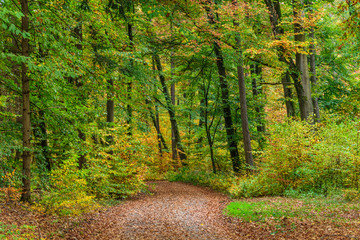 Idyllischer Herbstwald im Altmühltal