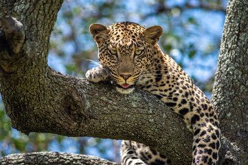 leopardo serengeti national park