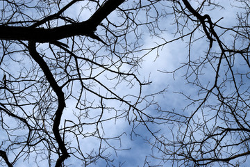 Trees in a winter day