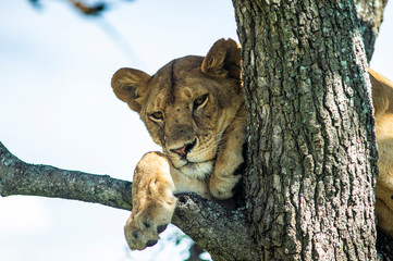 leone su albero serengeti national park