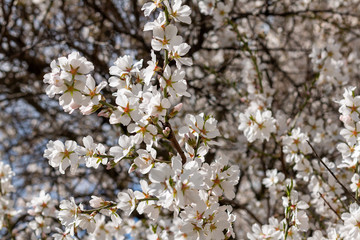 Blooming apricot flowers close up on sunny day