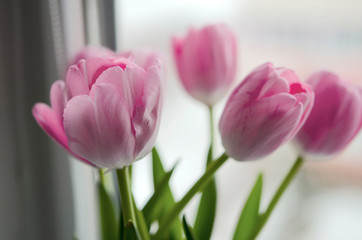 Fototapeta premium Pink tulips close-up on the background of the window. Contour light.