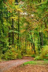 Fototapeta na wymiar Idyllischer Herbstwald im Altmühltal